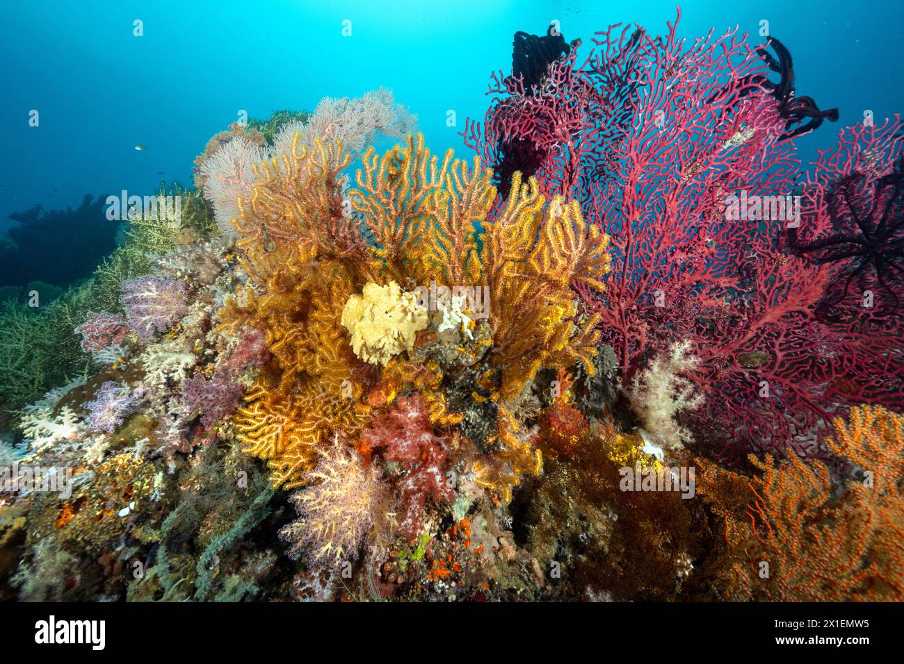 Malerisches Riff mit farbenfrohen Meerestieren und Raja Ampat Indonesien. Stockfoto