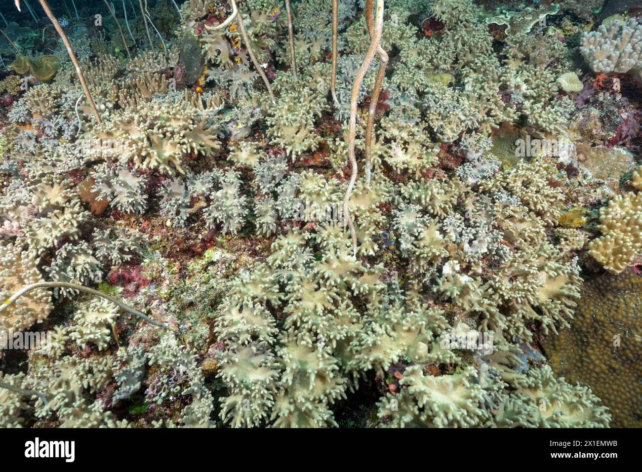 Gelappte Lederkorallen, Lobophytum sp., Raja Ampat Indonesia. Stockfoto