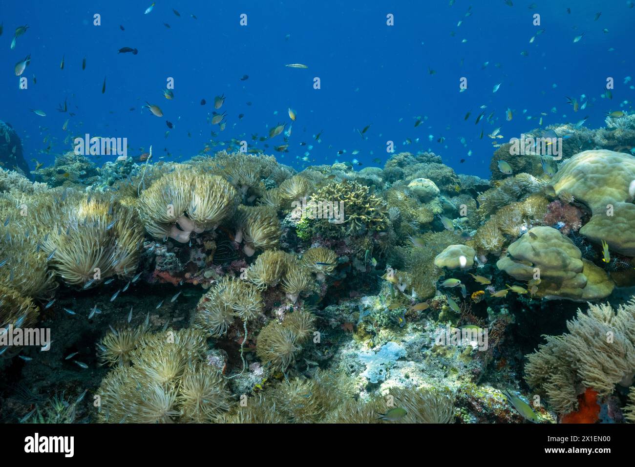 Pulskorallen, Heteroxenia fuscensens, Raja Ampat Indonesien. Stockfoto