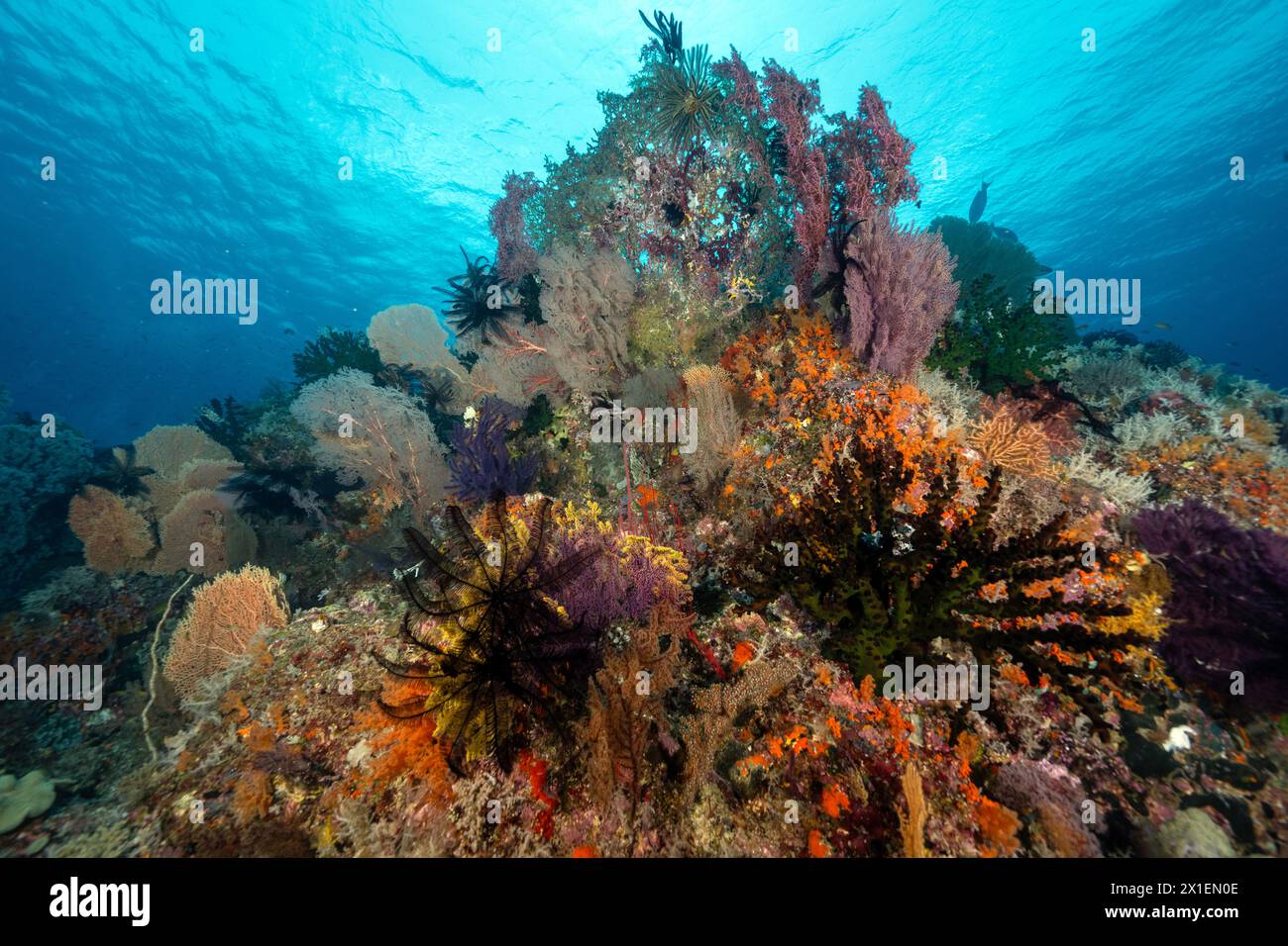 Farbenfrohe Rifflandschaft mit Meeresfans, Tubastraea und anderen Weichkorallen, Raja Ampat Indonesia. Stockfoto
