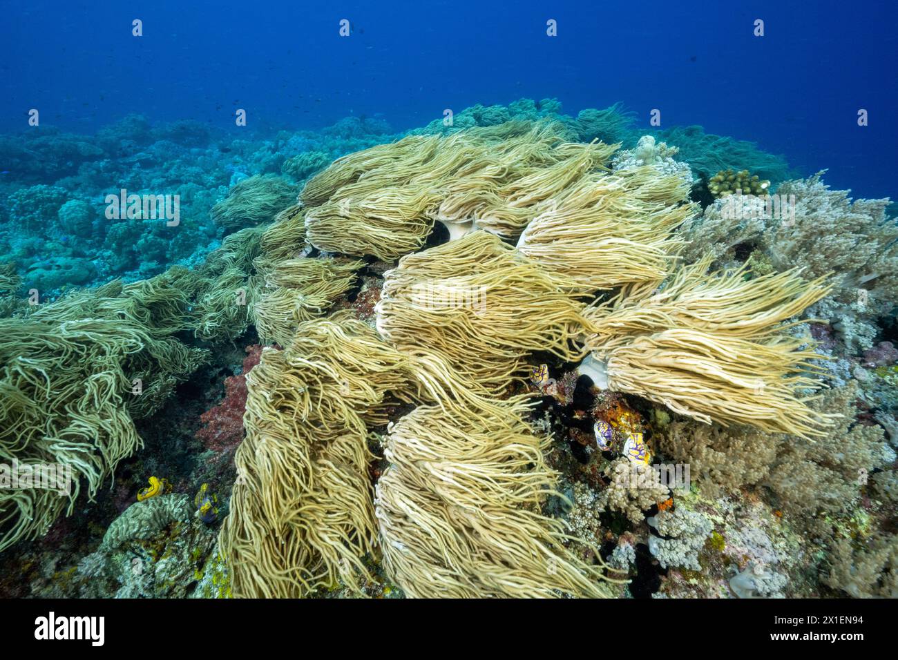 Lederkorallen, Sinularia flexibilis, unter starker Strömung Raja Ampat Indonesien. Stockfoto