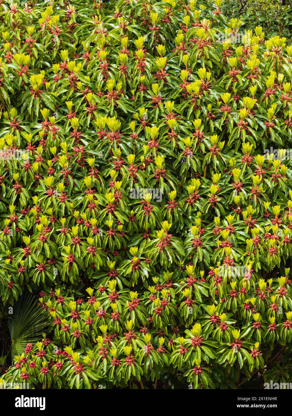 Männliche Pflanze des glänzend blättrigen immergrünen Daphniphyllum himalaense var. Makropodum mit auftauchendem Frühlingslaub und roten Blumenhaufen Stockfoto