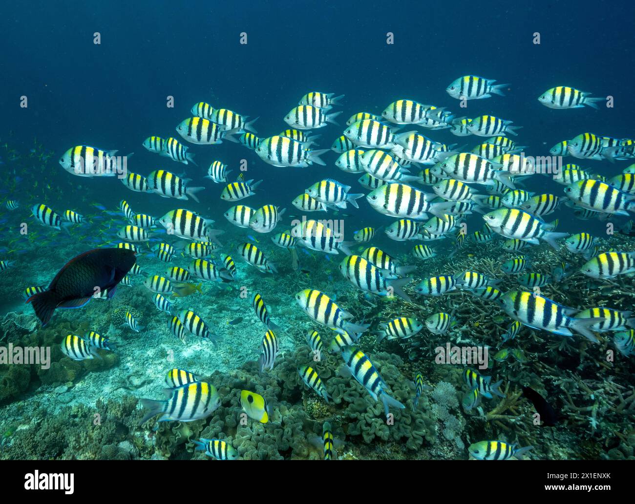 Riff landschaftlich mit Indo-pazifik-Seeräutfischen, Abudefduf vaigiensis, Raja Ampat Indonesien. Stockfoto