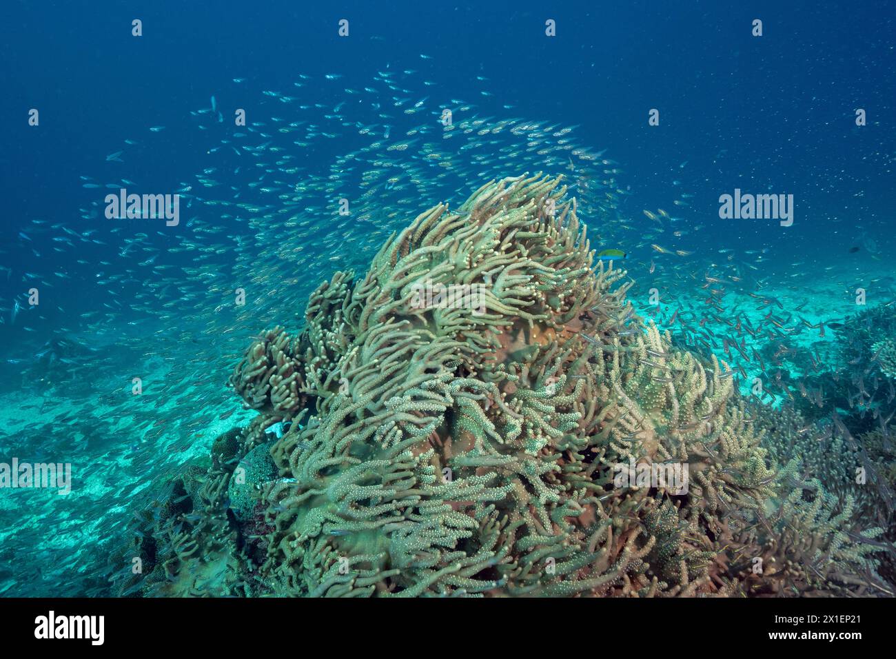 Lederkorallen, Sinularia flexibilis, bedeckt mit Glasfischen, Raja Ampat Indonesia. Stockfoto