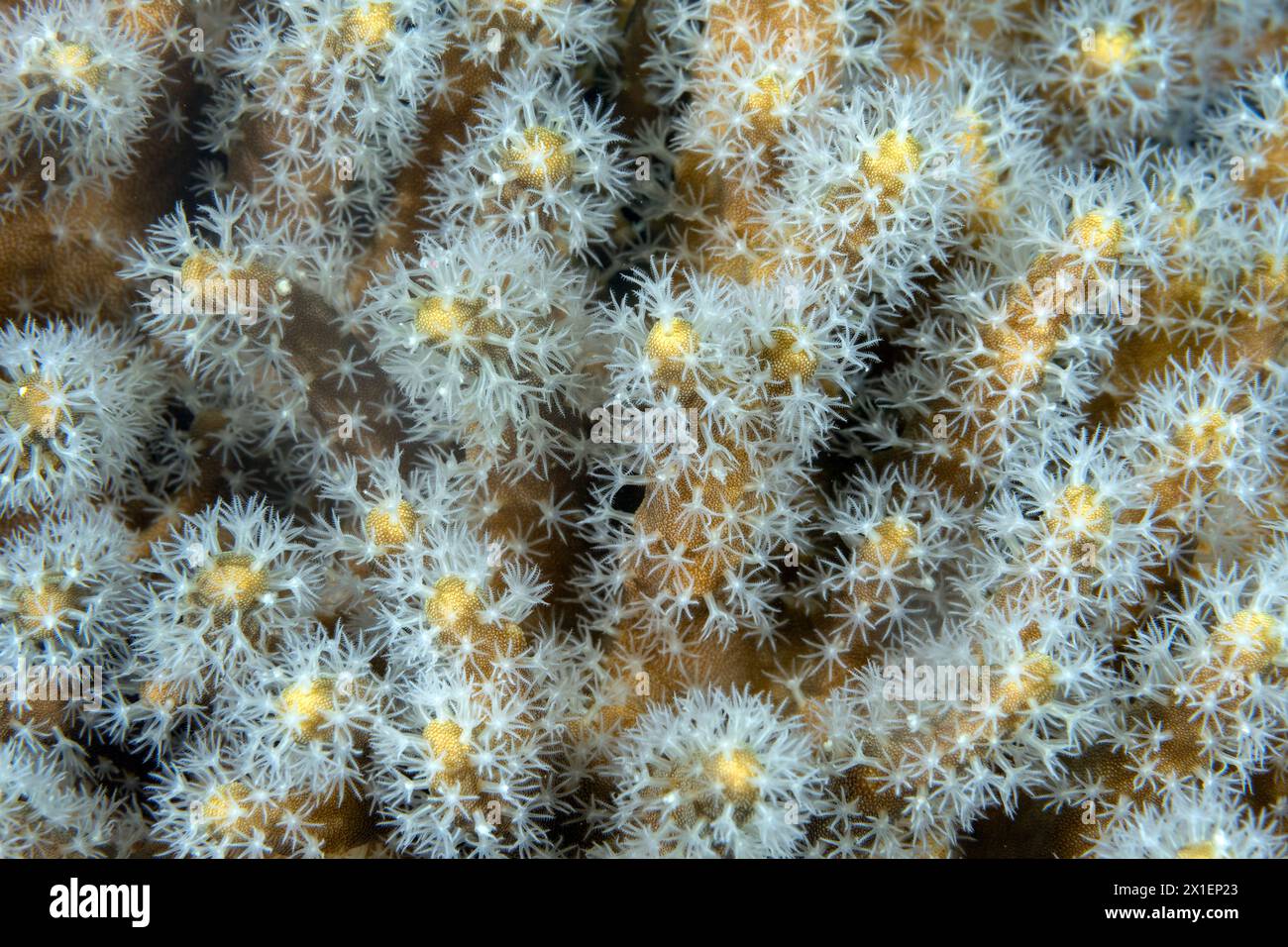 Polypen von Lederkorallen Lederkorallen, Sinularia sp. Raja Ampat Indonesien. Stockfoto