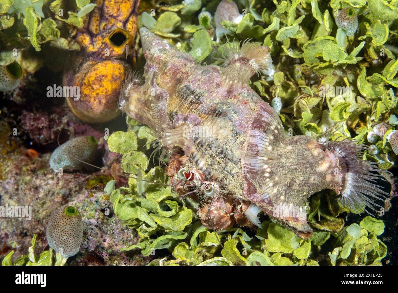 Einsiedlerkrebse, Dardanus pedunculatus, bedecken ihre Muschel mit kleinen Seeanemonen, um sie zu tarnen und zu schützen. Raja Ampat Indonesien. Stockfoto