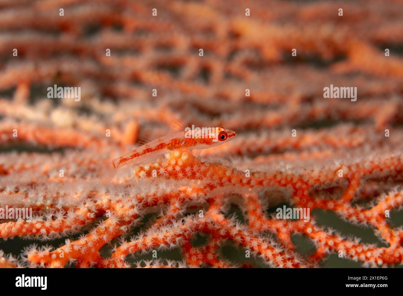 Korallenbarsche, Bryaninops loki, auf einem riesigen Meeresschiff, Raja Ampat Indonesia. Stockfoto