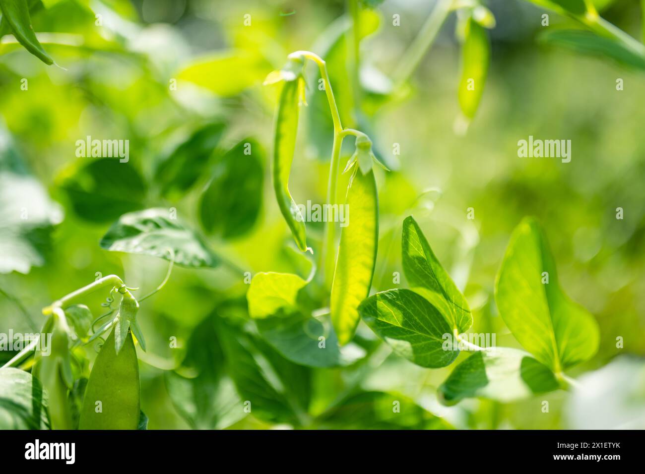 Junge Erbsenschoten auf einer grünen Erbsenpflanze. PEA-Hülsen reifen im Garten an sonnigen Sommertagen. Schönheit in der Natur. Stockfoto