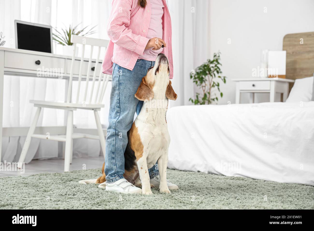 Süßes kleines Mädchen, das Beagle-Hund im Schlafzimmer einen Snack gibt Stockfoto