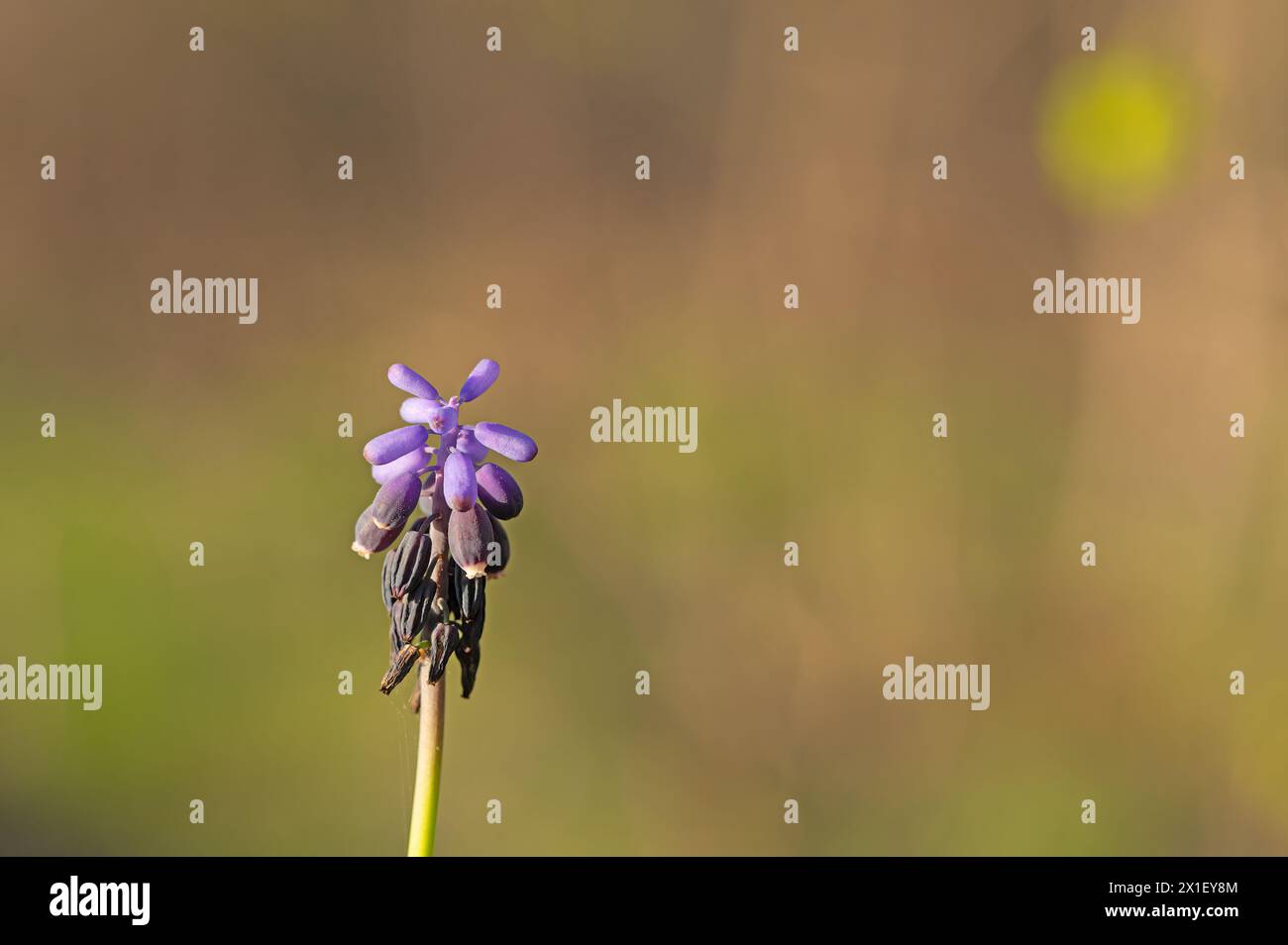 Traubenhyazinthe (Muscari neglectum) in der Blüte. Stockfoto