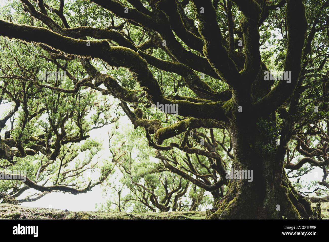 Beschreibung: Niedriger Blickwinkel auf einen riesigen, mystisch aussehenden, moosigen Eldar-Lorbeerbaum im Lorbeerwald. Fanal Forest, Madeira Island, Portugal, Europa. Stockfoto