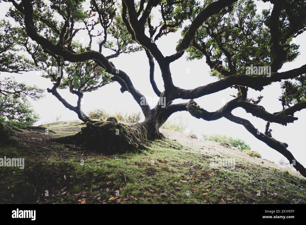 Beschreibung: Blick auf einen großen Hirschbaum mit Blick vom Hügel in die Ferne. Fanal Forest, Madeira Island, Portugal, Europa. Stockfoto