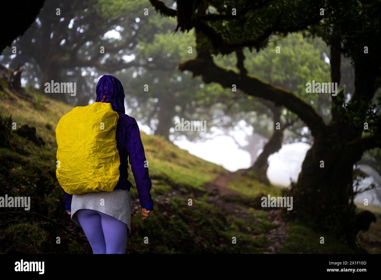 Beschreibung: Rückansicht eines Rucksacktouristen in regenfester Kleidung, der auf einem Wanderweg in einem mystischen Nebelwald mit riesigen Lorbeerbäumen spaziert. Fanal Forest, M Stockfoto