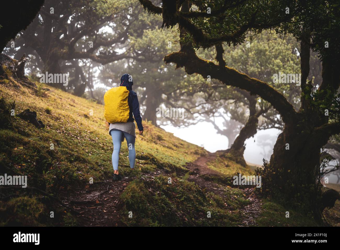 Beschreibung: Rückansicht eines Rucksacktouristen in regenfester Kleidung, der auf einem Wanderweg in einem mystischen Nebelwald mit riesigen Lorbeerbäumen spaziert. Fanal Forest, M Stockfoto
