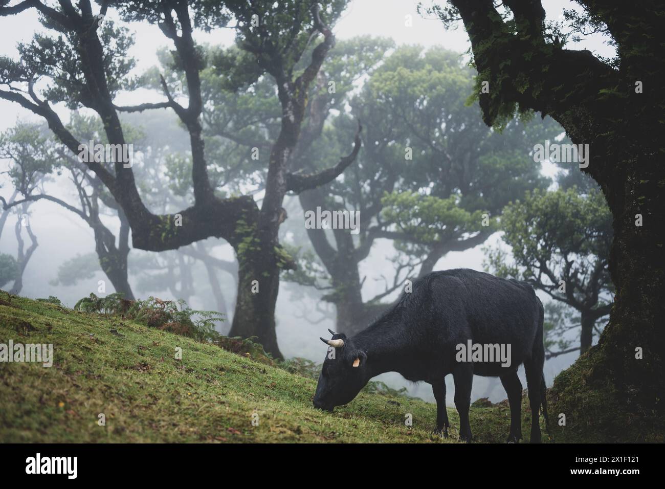 Beschreibung: Schwarze Kuh grasen auf einem grasbewachsenen Hügel in mystischem Nebelwald mit riesigen Lorbeerbäumen. Fanal Forest, Madeira Island, Portugal, Europa. Stockfoto