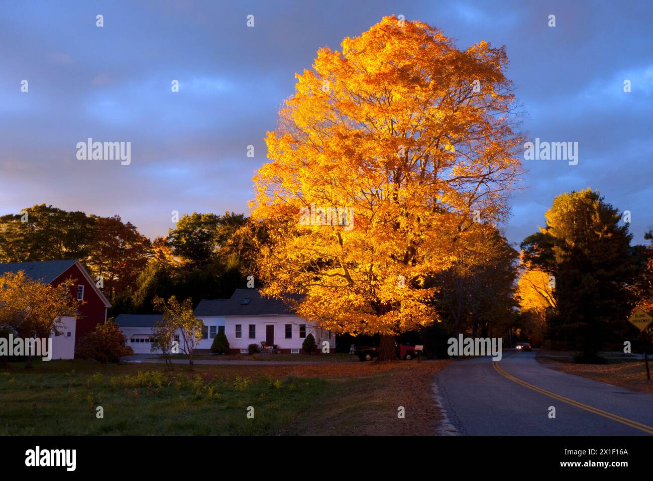Flamme: Herrliches Abendlicht leuchtet auf einem goldenen Ahornbaum neben einem alten Bauernhaus an einer ländlichen New England Road, Yarmouth Maine, USA Stockfoto