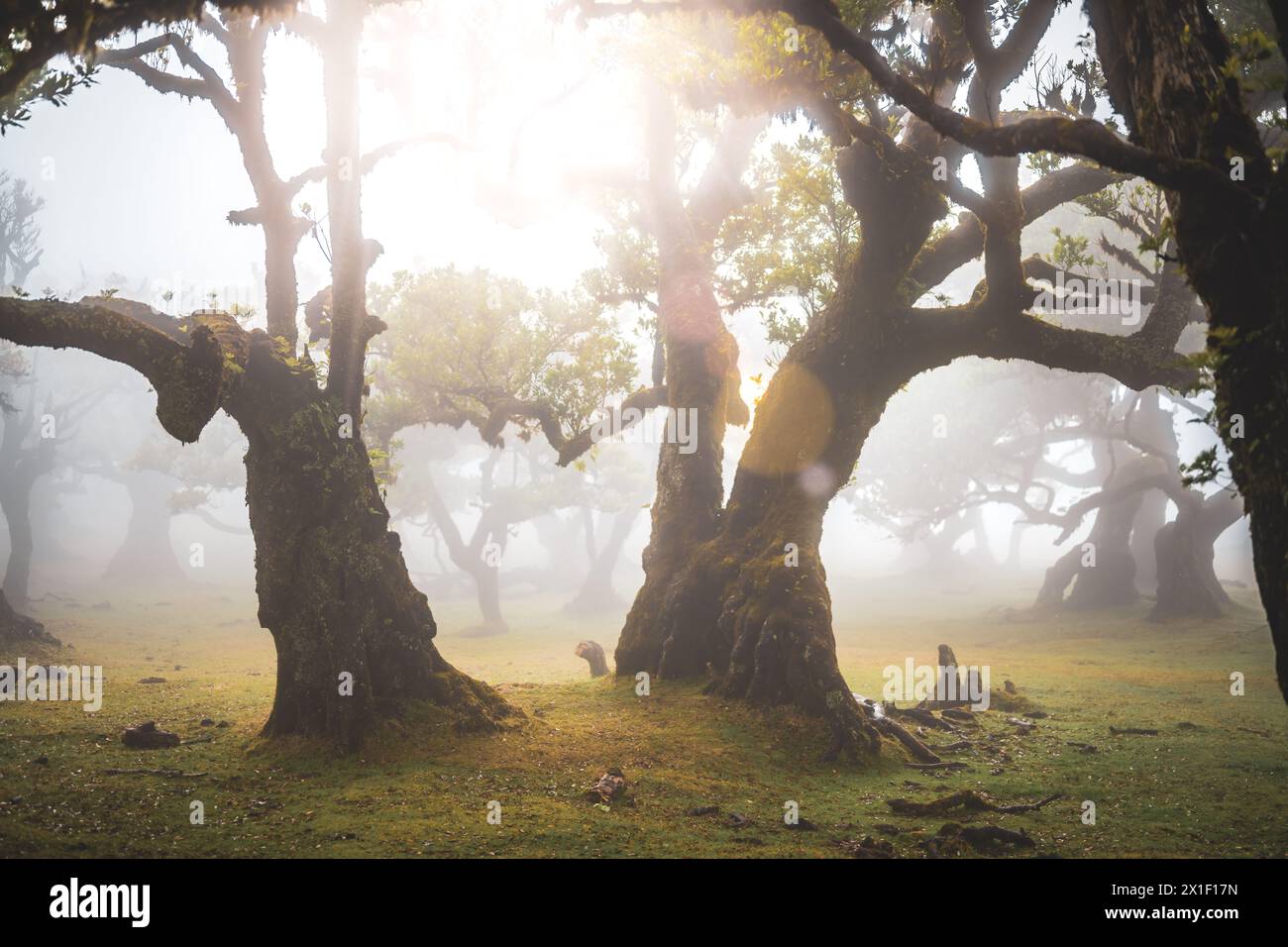 Beschreibung: Sonnenlicht scheint durch einen nebeligen Lorbeerwald mit mystisch aussehenden Bäumen in einer stimmungsvollen und regnerischen Atmosphäre. Fanal-Wald, Insel Madeira, Stockfoto