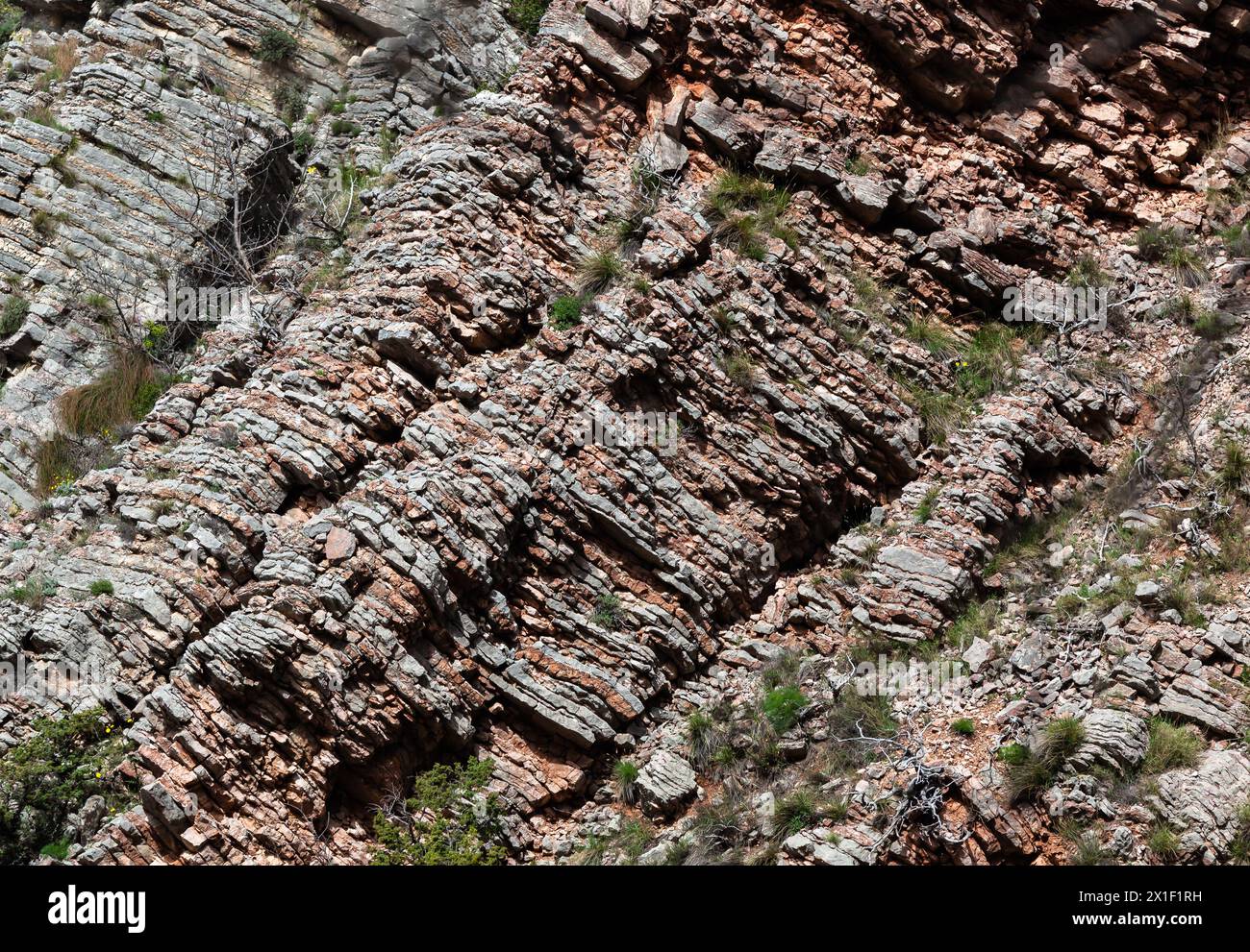 Eine Nahaufnahme einer Grundsteinformation mit braunen Holzstämmen und Landpflanzen, die als Bodendecke wachsen und ein Grasmuster auf dem Felsen erzeugen. Textur Stockfoto