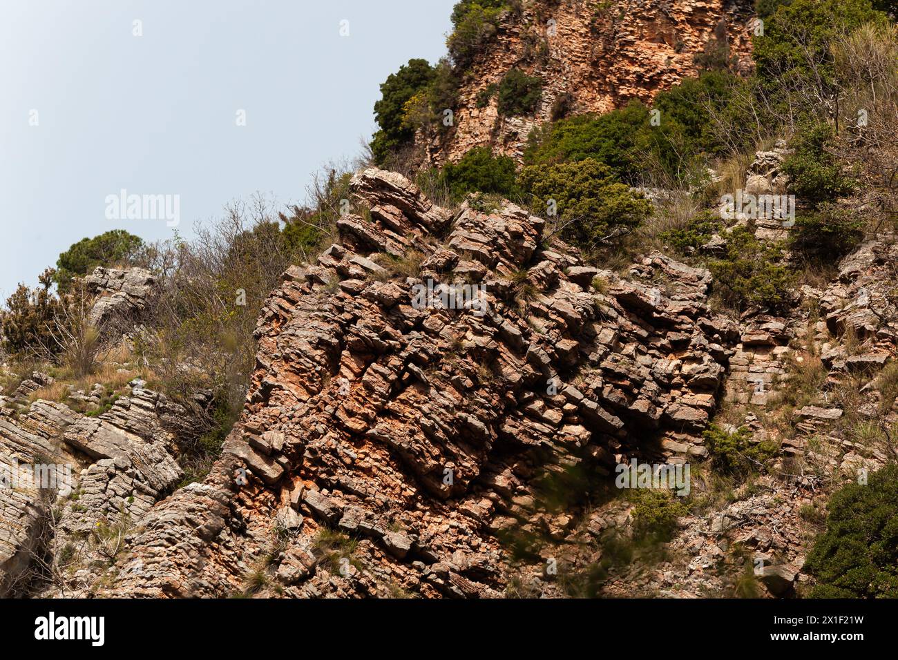 Eine Nahaufnahme einer Grundsteinformation mit braunen Holzstämmen und Landpflanzen, die als Bodendecke wachsen und ein Grasmuster auf dem Felsen erzeugen. Textur Stockfoto