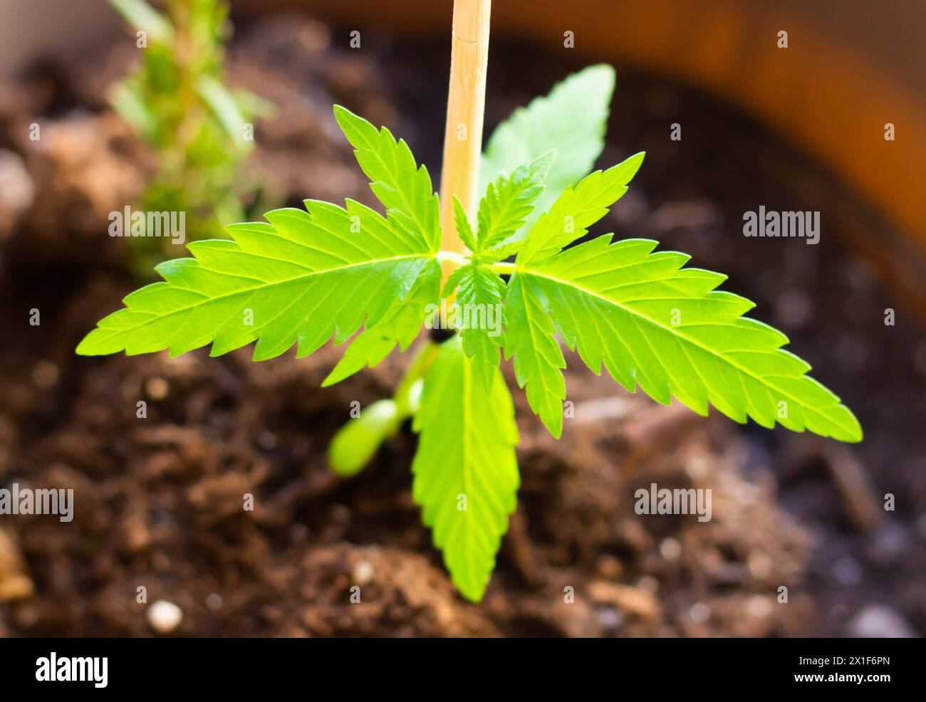 Erleben Sie die frühen Wachstumsphasen mit diesem fesselnden Bild mit einem jungen Cannabissprossen Stockfoto