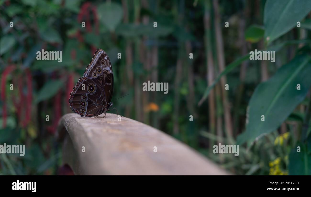 Caligo-Schmetterling, lebendige Muster, heiteres Grün Stockfoto