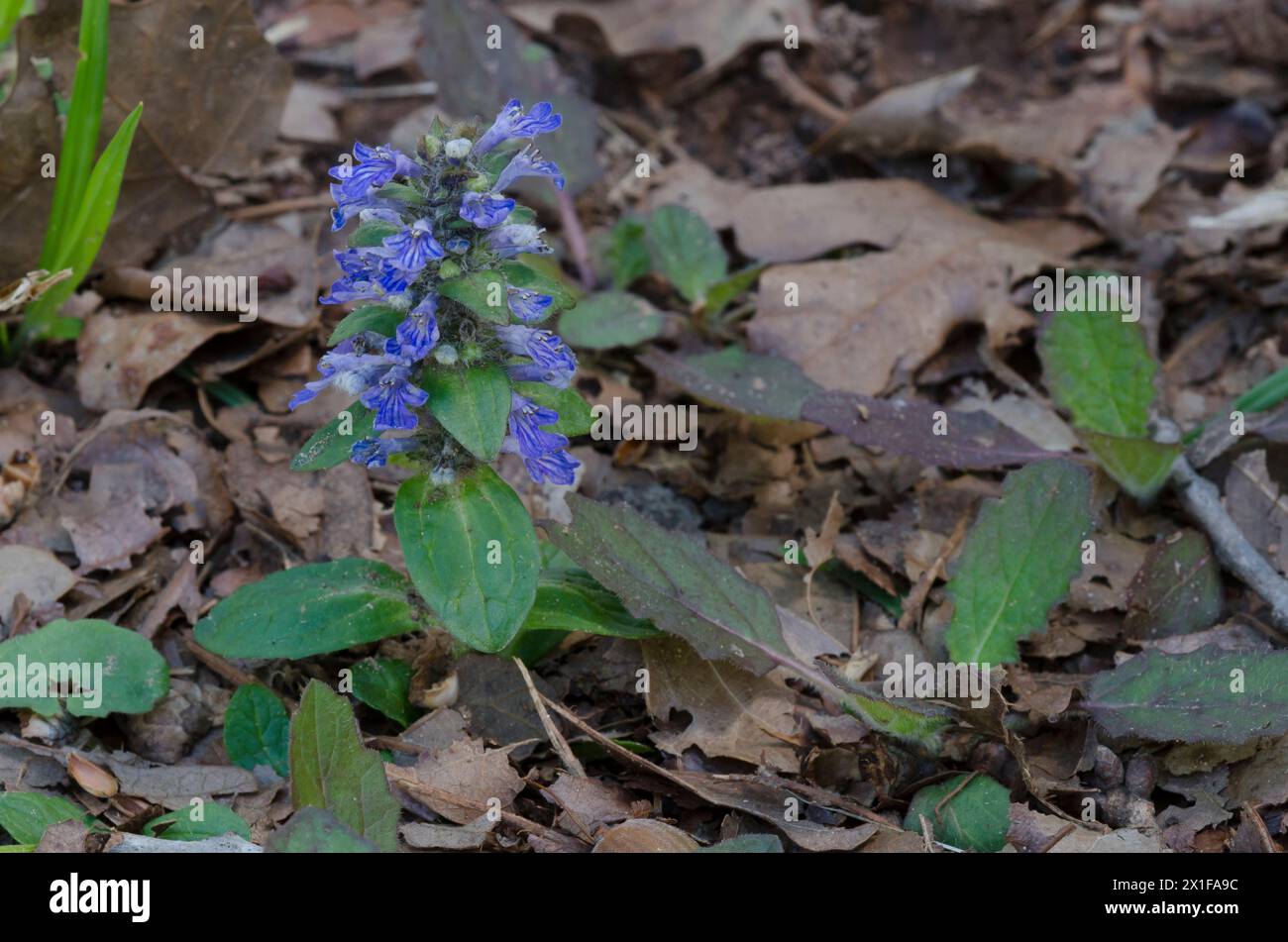 Bugleweed, Ajuga Reptans Stockfoto