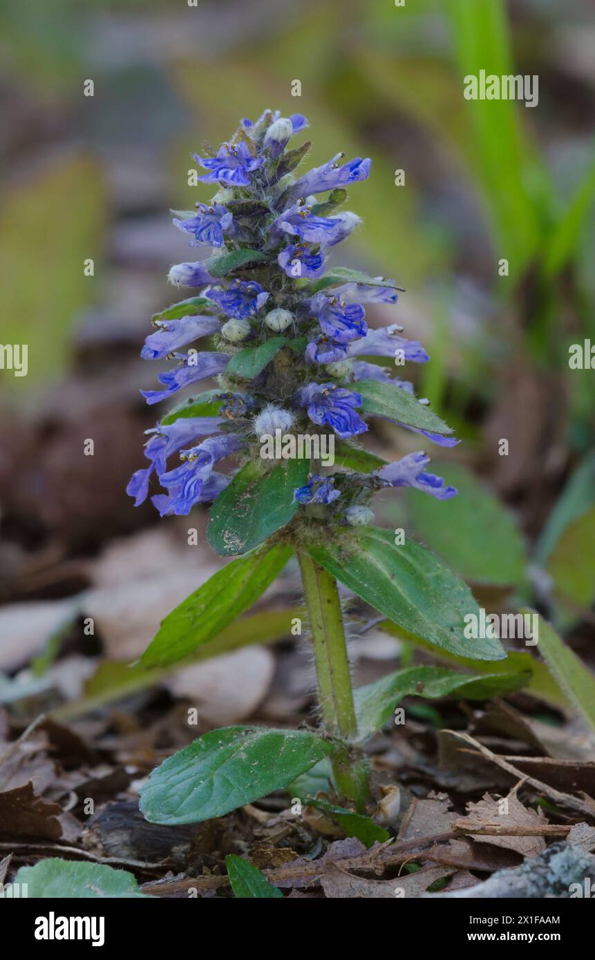 Bugleweed, Ajuga Reptans Stockfoto