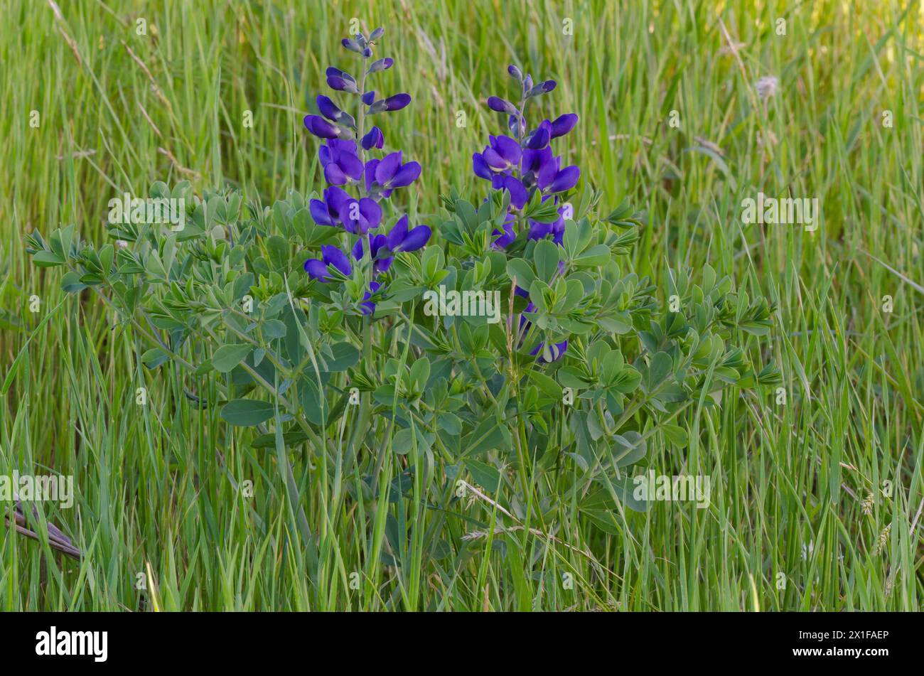 Blaues Indigo, Baptisia australis Stockfoto