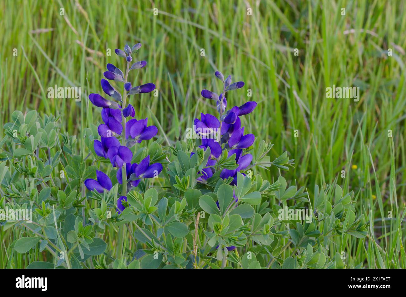 Blaues Indigo, Baptisia australis Stockfoto
