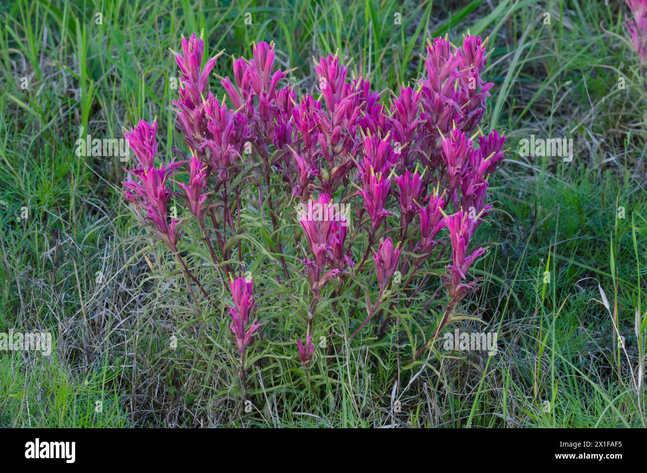 Prairie Paintbrush, Castilleja purpurea Stockfoto