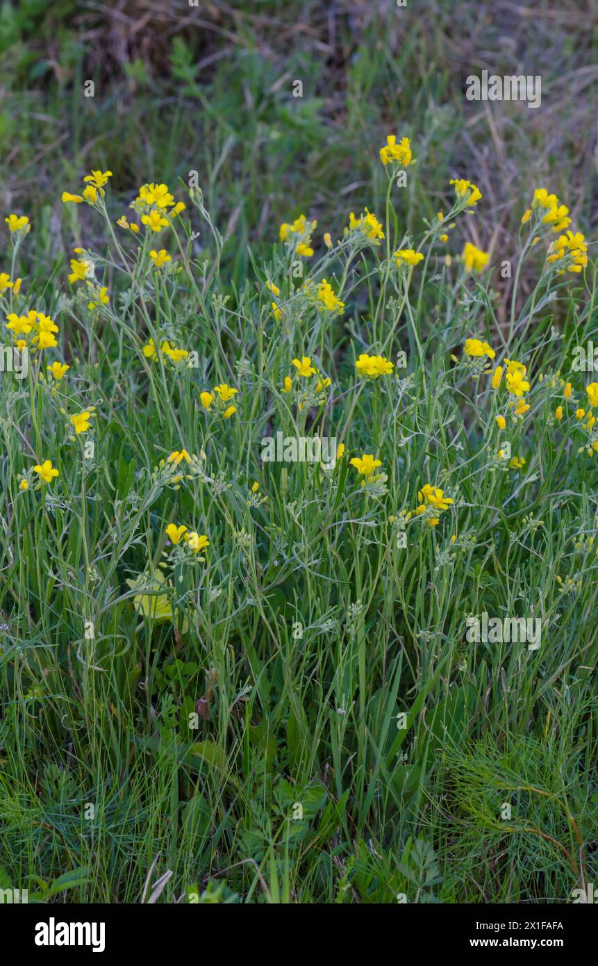 Fadenblatt-Blase, Physaria angustifolia Stockfoto