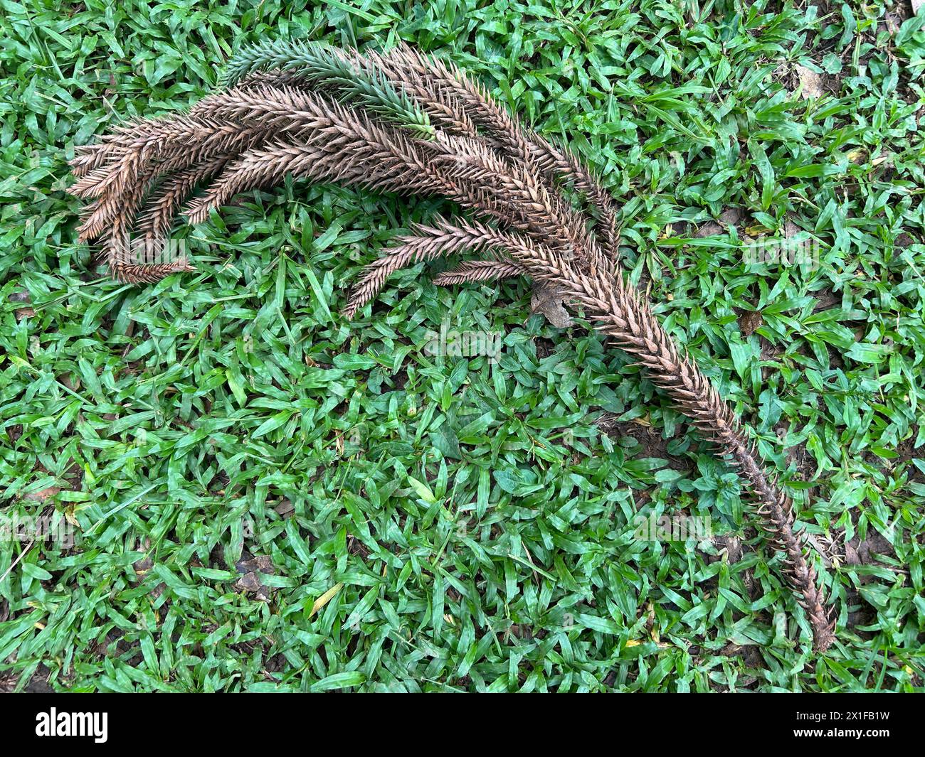 Zweig von Araucaria angustifolia, Paraná-Kiefer, brasilianische Kiefer oder Kandelaber auf dem Gras Stockfoto