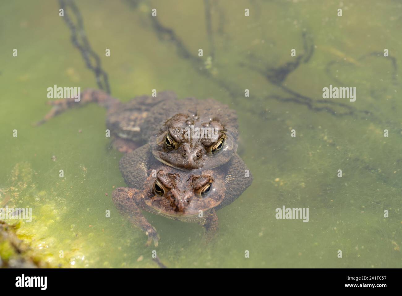 Nahaufnahme eines horizontalen Fotos von zwei Ostamerikanischen Kröten (Bufo americanus) auf der Seite des Teichs mit einer Kette von Eiern. Stockfoto