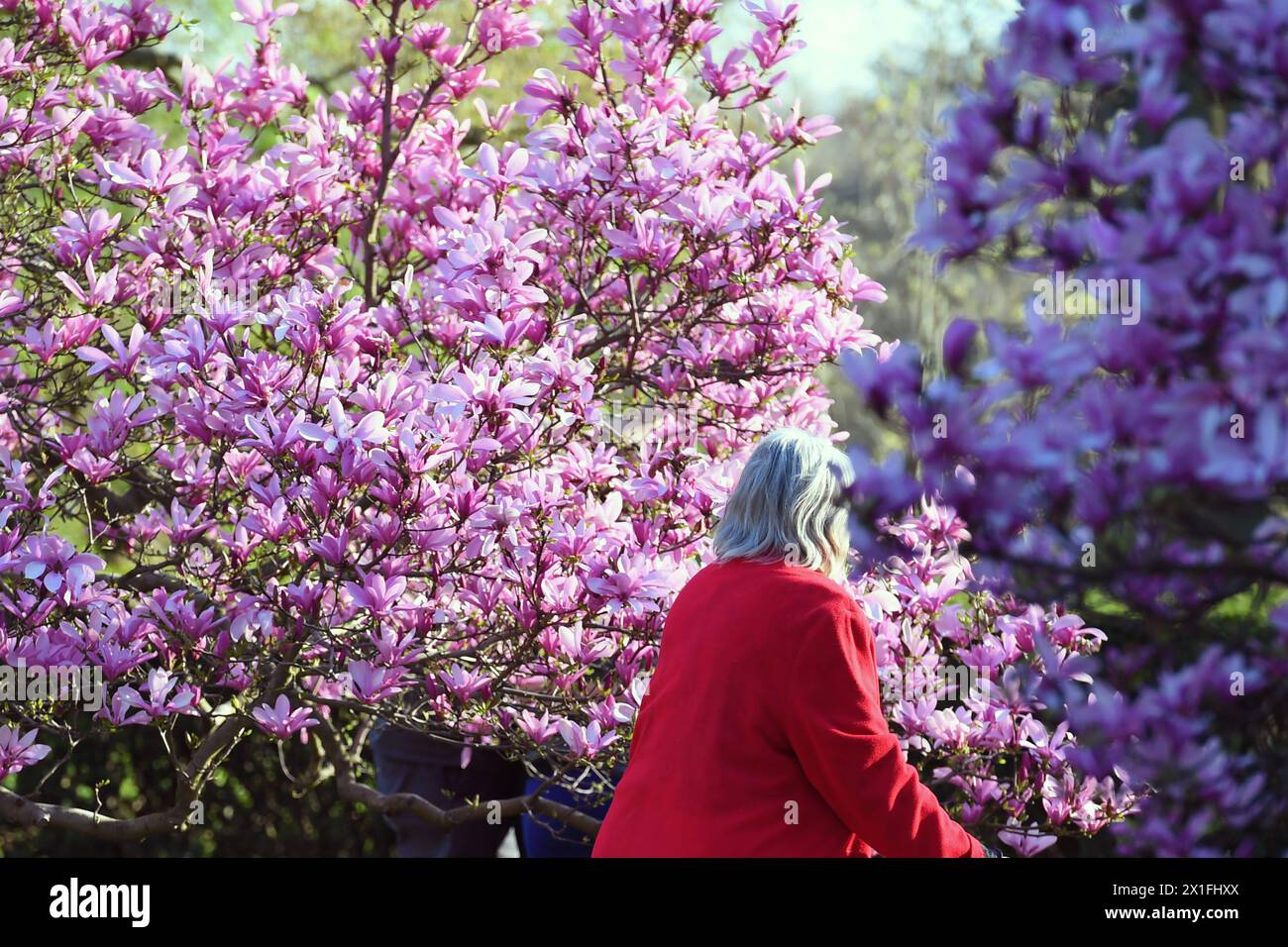 New York, USA. April 2024. Am 14. April 2024 spaziert eine ältere Frau an Magnolienblüten im Brooklyn Botanic Garden in New York, USA. Quelle: Li Rui/Xinhua/Alamy Live News Stockfoto
