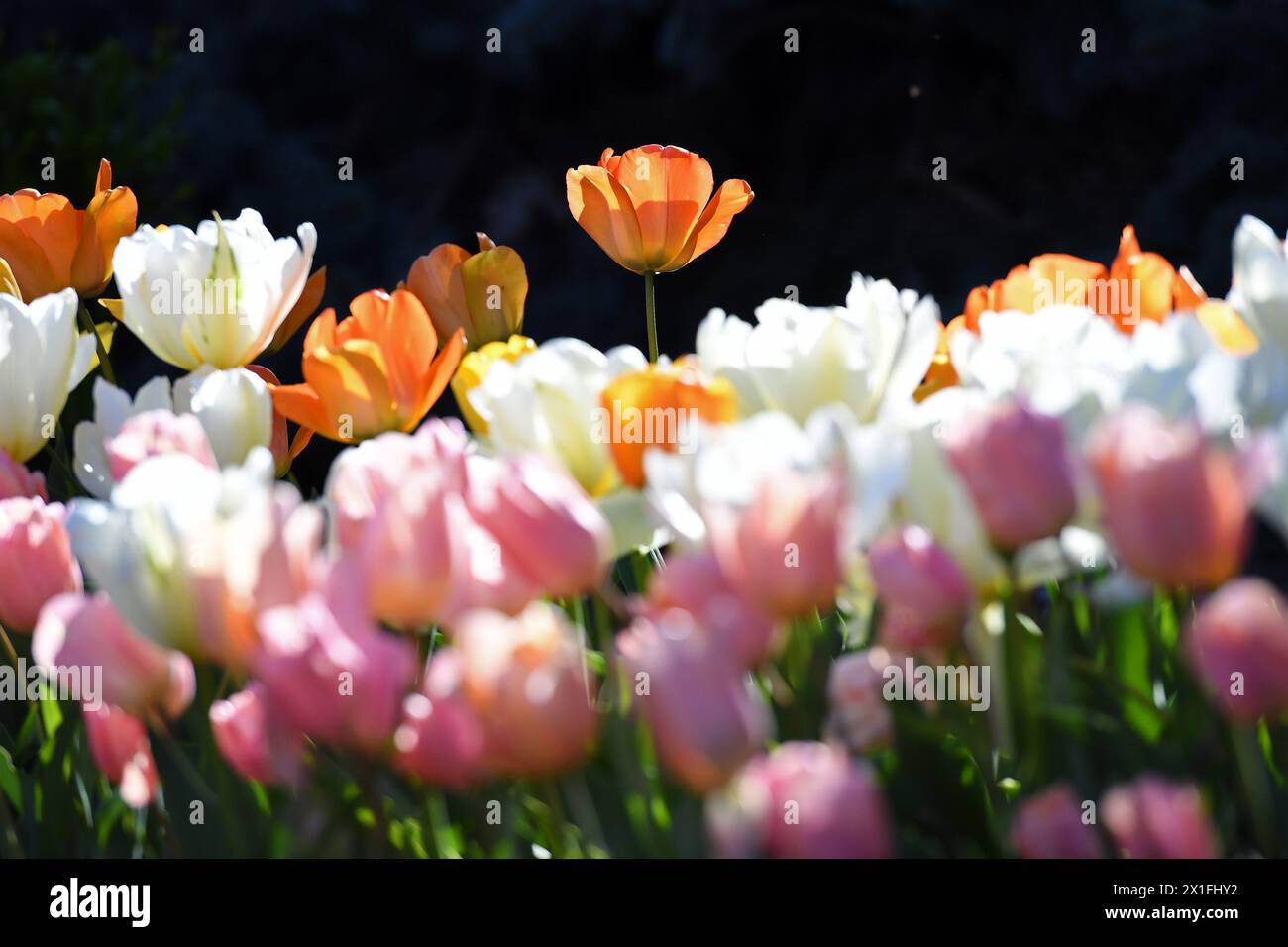 New York, USA. April 2024. Tulpen blühen am 14. April 2024 im Brooklyn Botanic Garden in New York, USA. Quelle: Li Rui/Xinhua/Alamy Live News Stockfoto