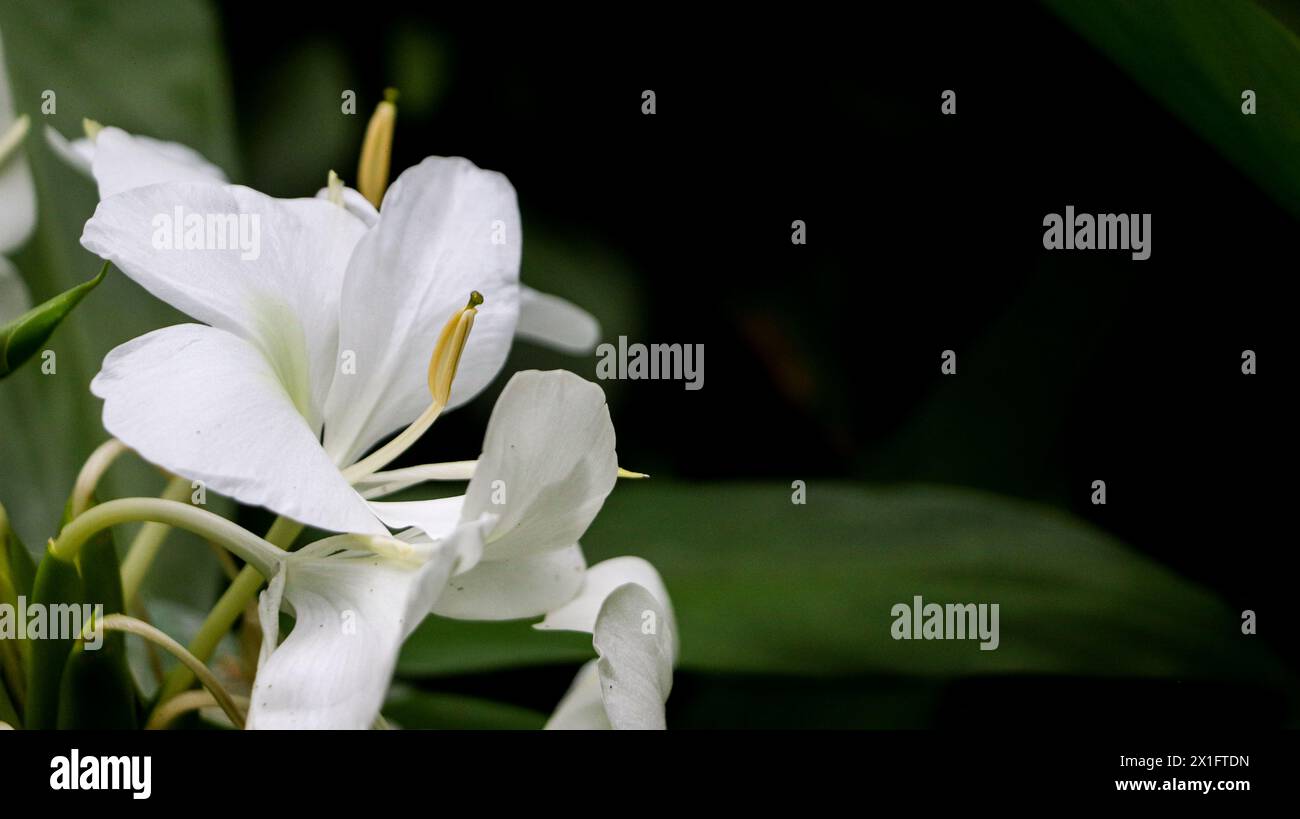 Marsh Lily ist eine ausdauernde Pflanze aus dem tropischen Asien, ihre Blüten sind weiß, groß und sehr duftend Stockfoto