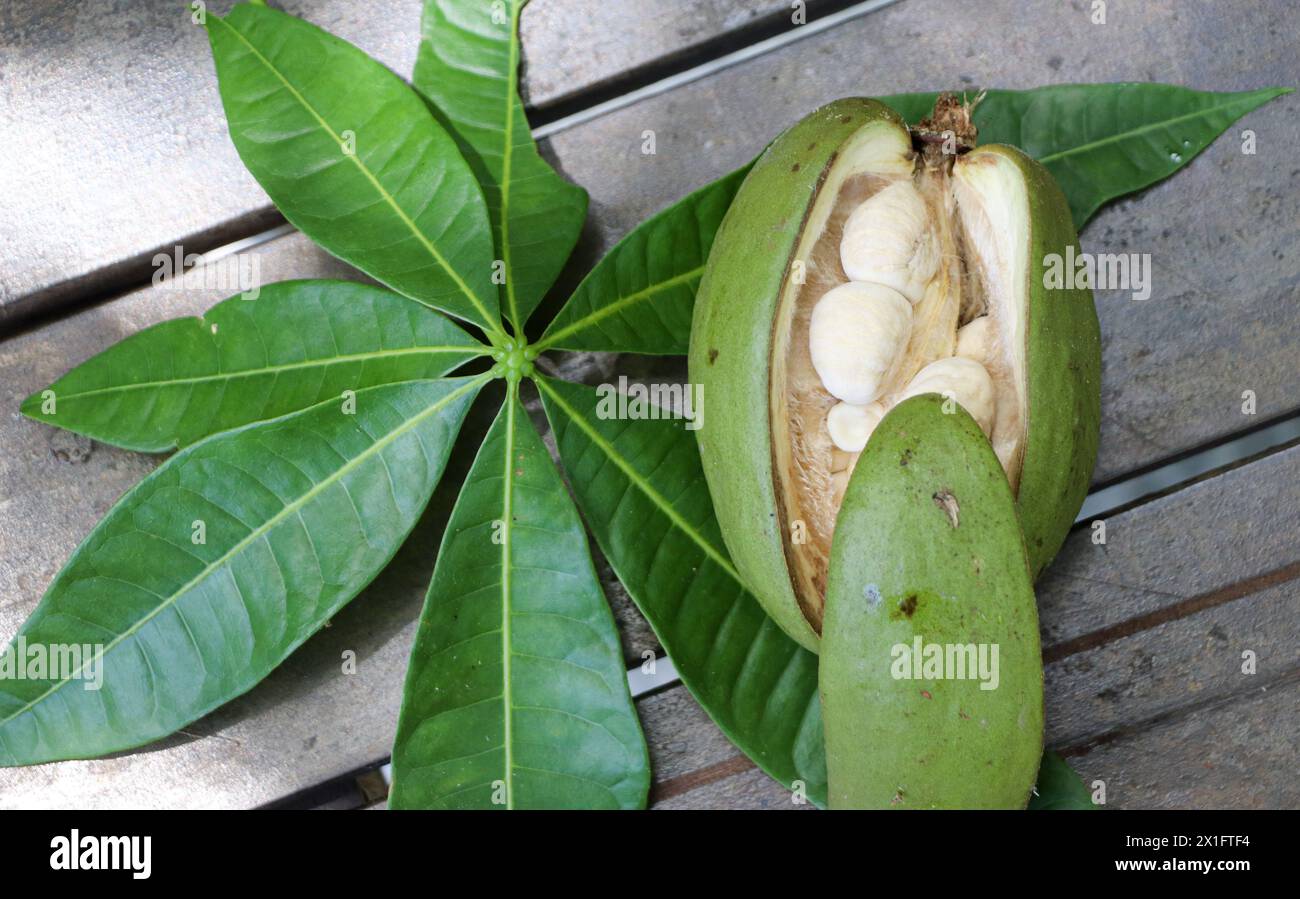 Pachira aquatica Aubl. Die Familie der Malvaceae oder Bombacaceae stammt aus Mittel- und Südamerika. Allgemein bekannt als Munguba, Kastanien, Maranhão Kastanien, l Stockfoto