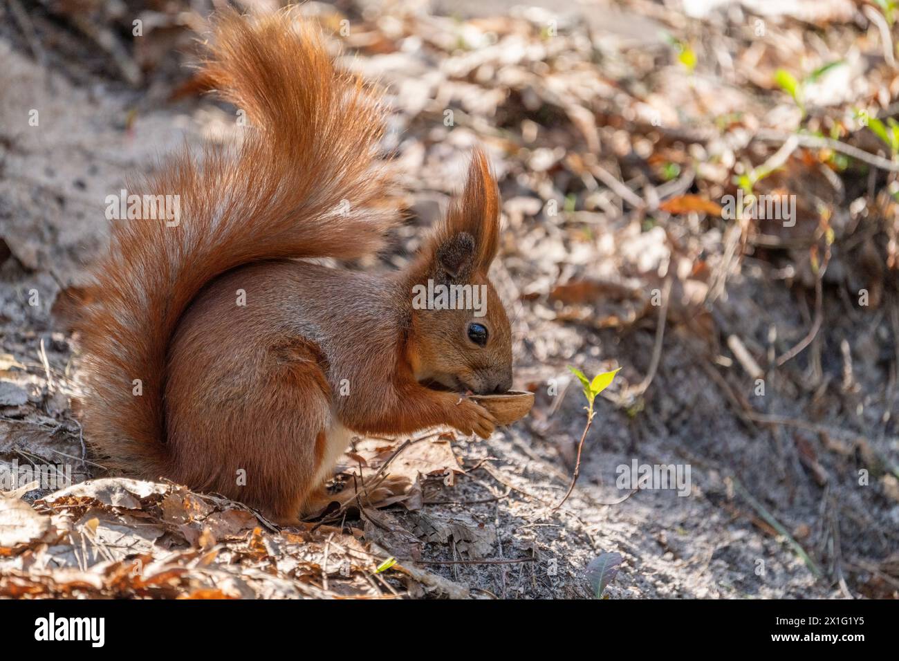 Ein Eichhörnchen genießt es, eine Walnuss zu essen. Stockfoto