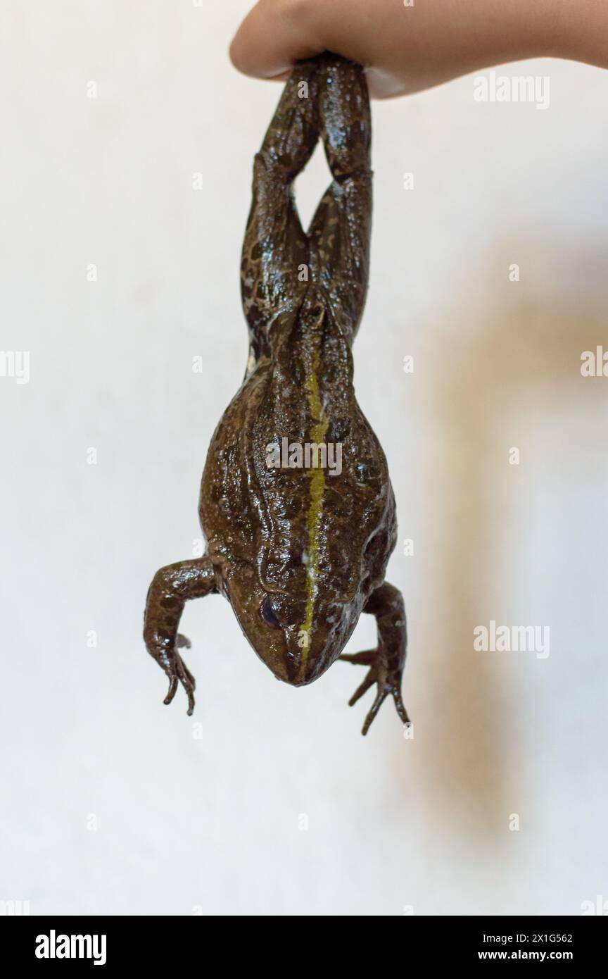 Große Kröte in Kinderhänden Stockfoto