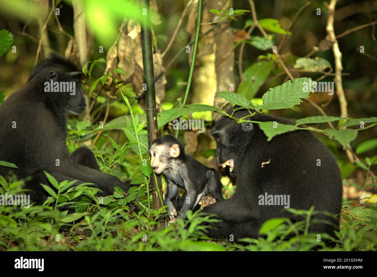 Ein Käppchen-Makaken (Macaca nigra) spielt auf dem Boden, da er in der Pflege erwachsener weiblicher Individuen im Tangkoko-Wald in Nord-Sulawesi, Indonesien, lebt. Der Klimawandel ist einer der wichtigsten Faktoren, die die biologische Vielfalt weltweit mit alarmierender Geschwindigkeit beeinflussen, so ein Team von Wissenschaftlern unter der Leitung von Antonio acini Vasquez-Aguilar in ihrem Forschungspapier, das erstmals in der März 2024 Ausgabe von environ Monit Assete veröffentlicht wurde. „Es könnte die geografische Verteilung von Arten verändern, einschließlich Arten, die stark von der Waldbedeckung abhängen“, schrieben sie. Mit anderen Worten, der Klimawandel könnte den Lebensraum... Stockfoto