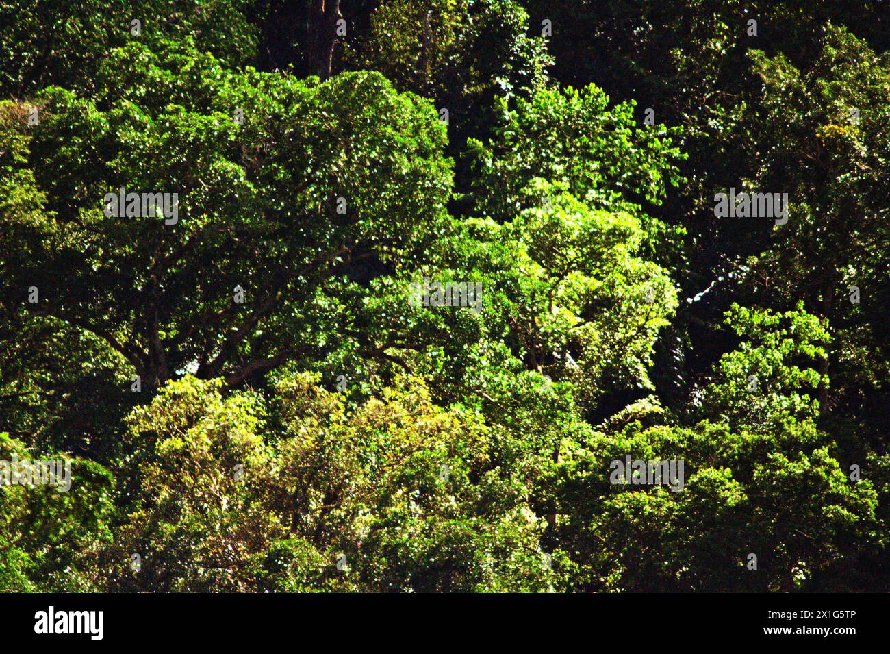 Wald in der Nähe von Mount Tangkoko und Mount Duasudara (Dua Saudara), einem wichtigen Lebensraum für Wildtiere in Bitung, Nord-Sulawesi, Indonesien. Der Klimawandel ist einer der wichtigsten Faktoren, die die biologische Vielfalt weltweit mit alarmierender Geschwindigkeit beeinflussen, so ein Team von Wissenschaftlern unter der Leitung von Antonio acini Vasquez-Aguilar in ihrem Forschungspapier, das erstmals in der März 2024 Ausgabe von environ Monit Assete veröffentlicht wurde. „Es könnte die geografische Verteilung von Arten verändern, einschließlich Arten, die stark von der Waldbedeckung abhängen“, schrieben sie. Mit anderen Worten, der Klimawandel könnte die Habitateignung von Primaten beeinträchtigen... Stockfoto