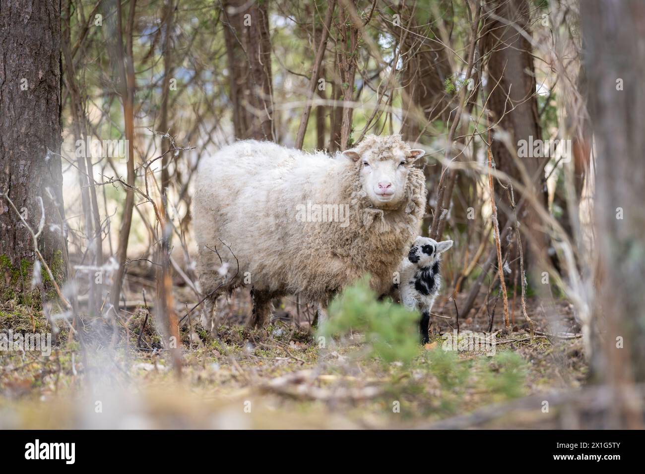 Schafe oder Hausschafe (Ovis aries) mit Lamm. Nahaufnahme eines Schafes, das ihr junges Lamm im Frühling pflegt. Die Liebe einer Mutter. Unterholz Hintergrund. Stockfoto