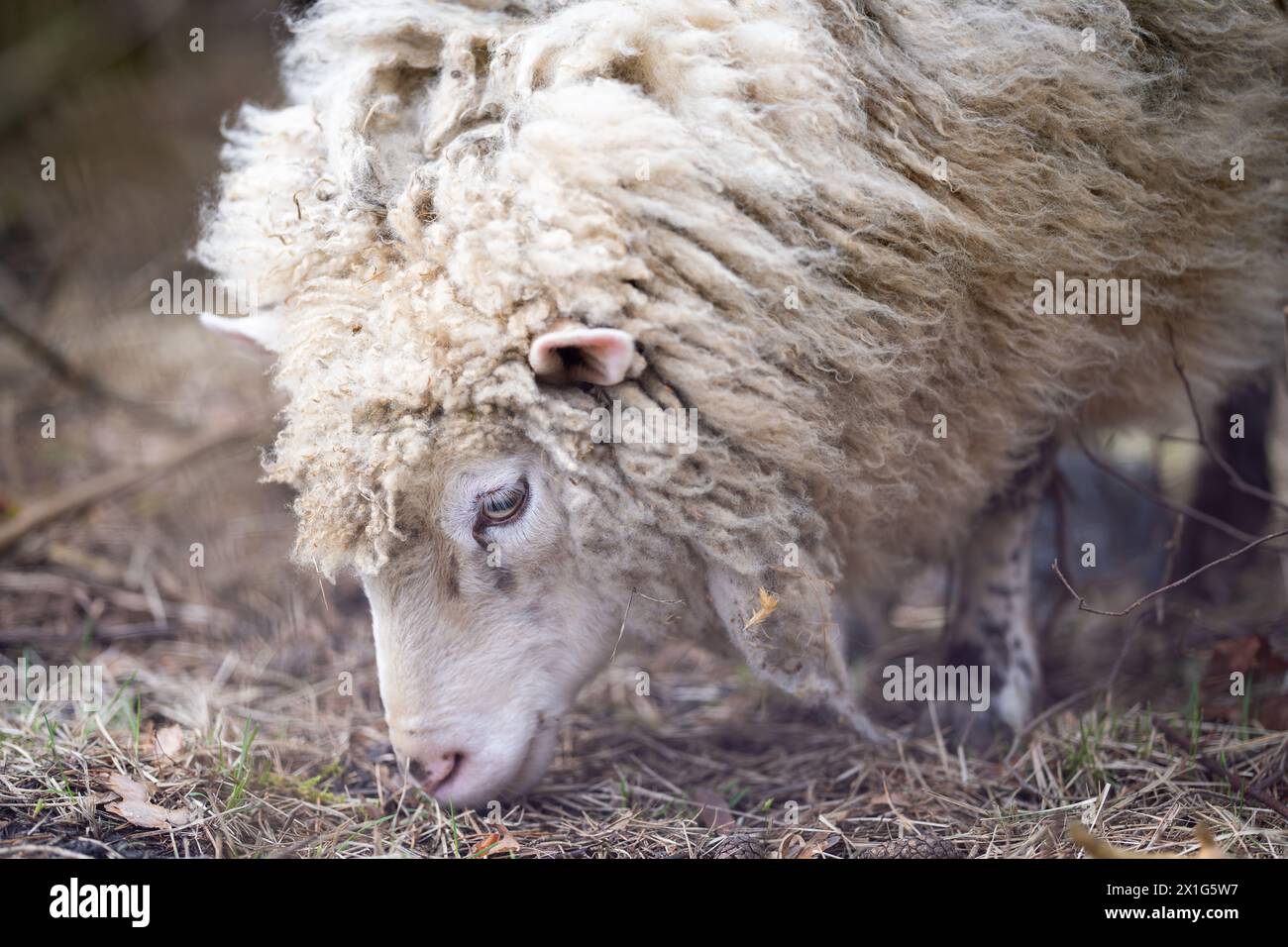 Schaf in einem Frühlingsfeld enthornen. Eine Nahaufnahme eines weißen Hausschafes (Ovis aries), das auf einem Feld weidet. Horizontal. Stockfoto
