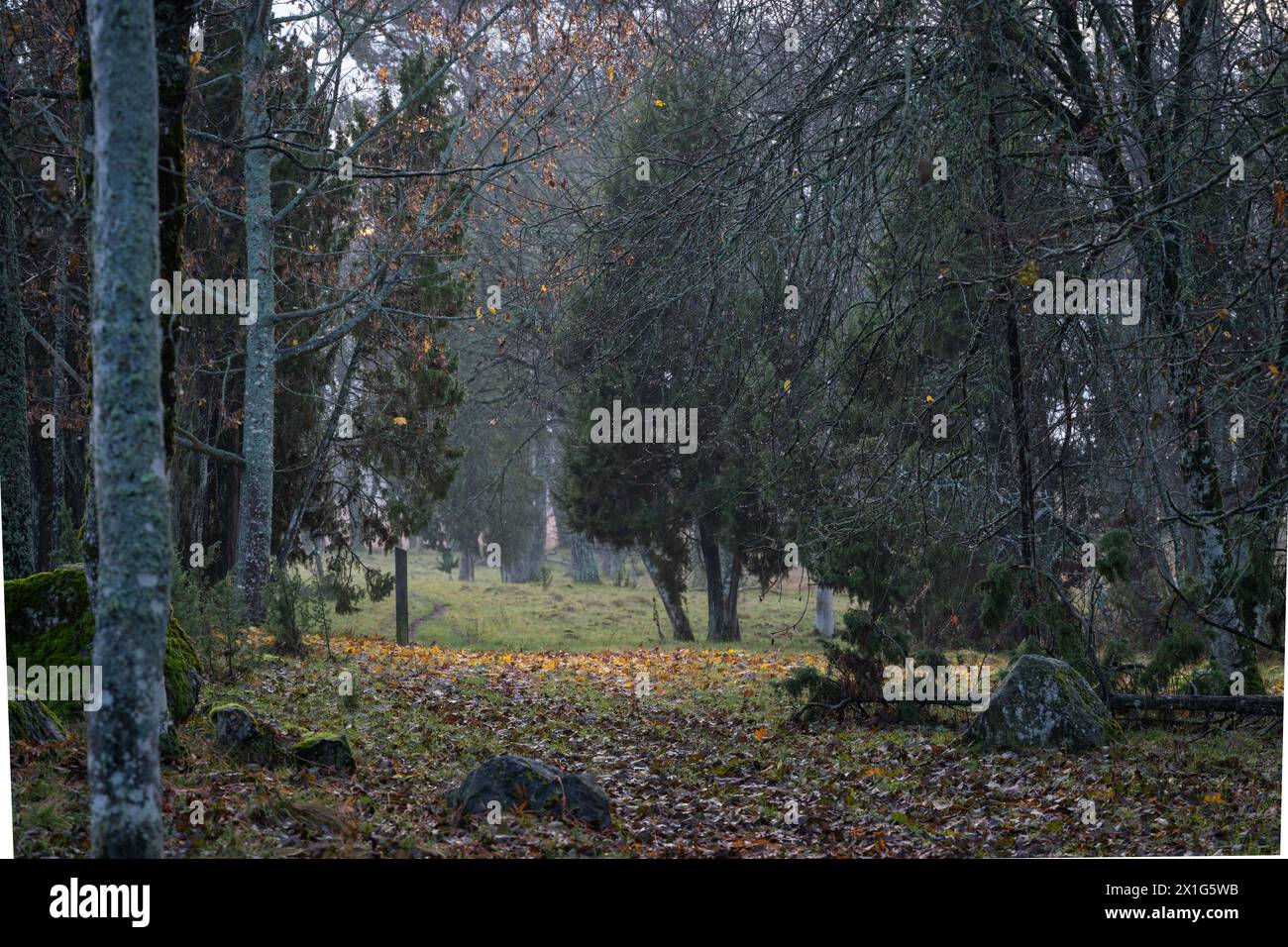 Ein abendlicher Spaziergang auf dem Lehrpfad Orjaku im Herbst nach Regen. Nach dem Regen spazieren Sie in der Natur. Die Regentropfen scheinen. Herbstlaub. Herbst Hintergrund. Stockfoto