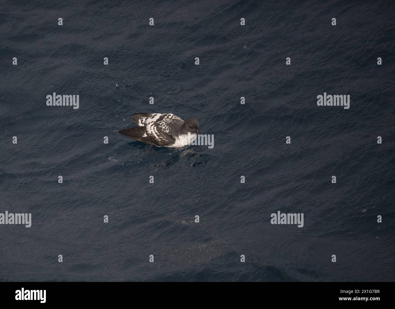 Petrel Cape (Daption capense) fliegt auf See in der Drake Passage im südlichen Ozean, Januar 2024. Stockfoto