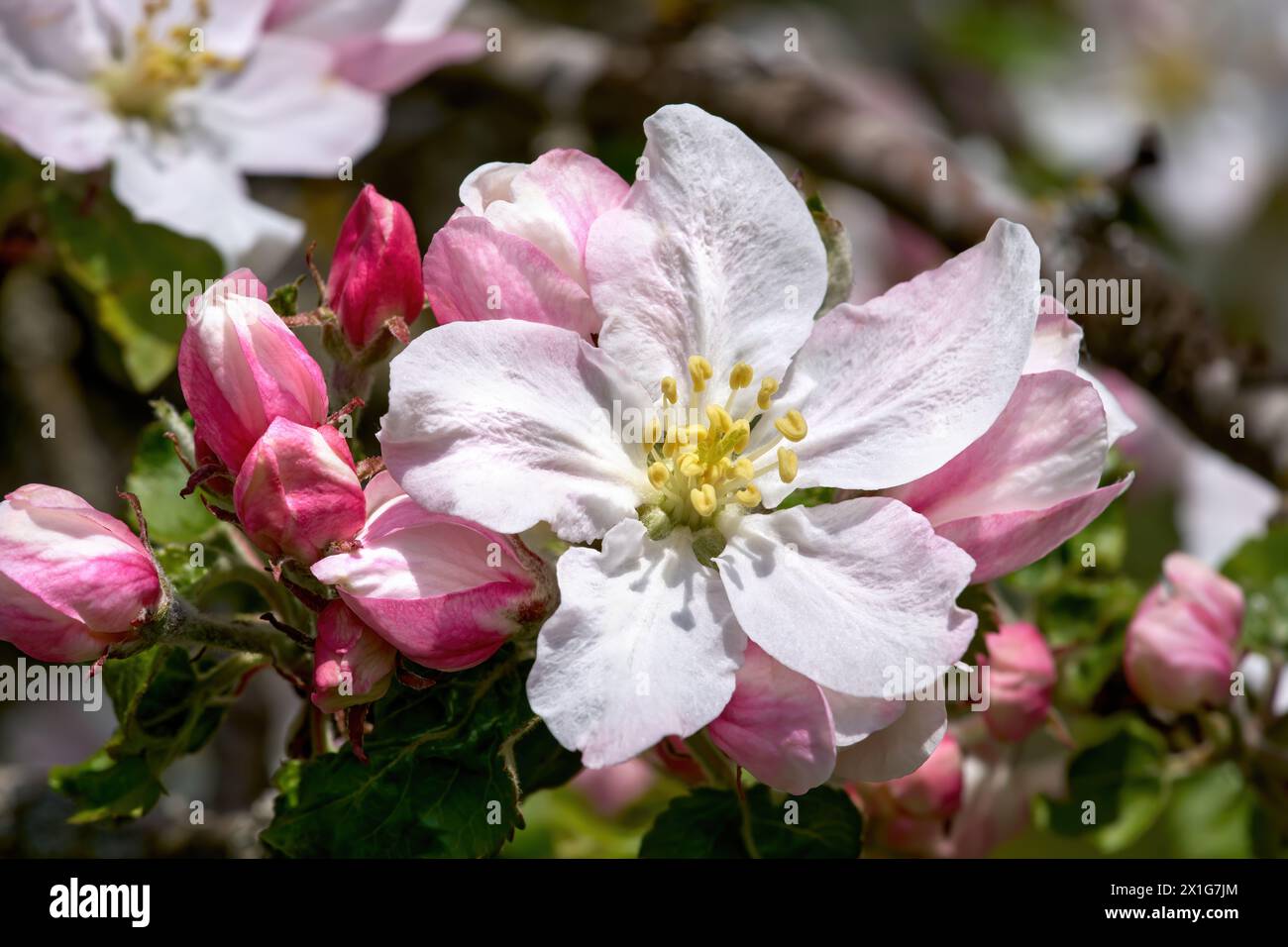 Öffnen Sie die Apfelblüte in Nahaufnahme mit Pistil, eingerahmt von rosa Knospen Stockfoto