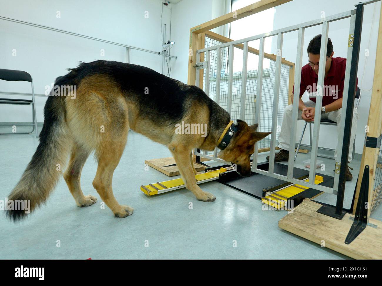 Wien - das clever Dog Lab ist eine wissenschaftliche Gesellschaft, die mit der Abteilung Vergleichende Kognition am Messerli Forschungsinstitut (Veterinärmedizinische Universität Wien, medizinische Universität Wien, Universität Wien) verbunden ist. Durch ihre Studien versuchen sie, mehr über Problemlösungs- und Lernfähigkeiten von Hunden zu erfahren, über ihre Wahrnehmung der Umwelt und ihre Beziehungen zu uns Menschen. ABBILDUNG: Hundeprüfung - 20120903 PD0879 - Rechteinfo: Rights Managed (RM) Stockfoto