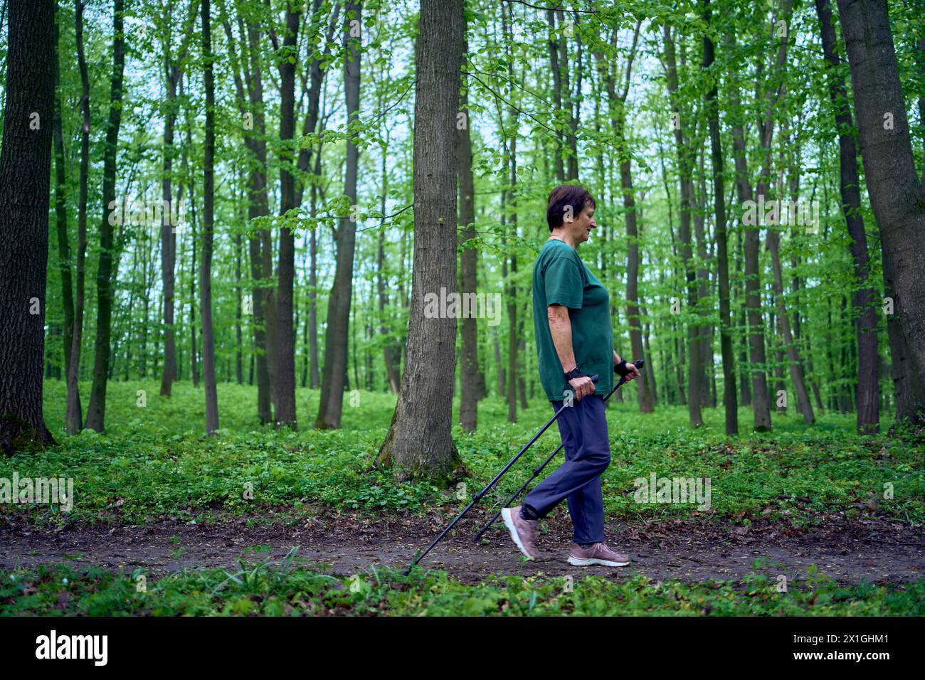 Eine ältere Frau macht Nordic Walking mit Stöcken im Frühlingswald Stockfoto