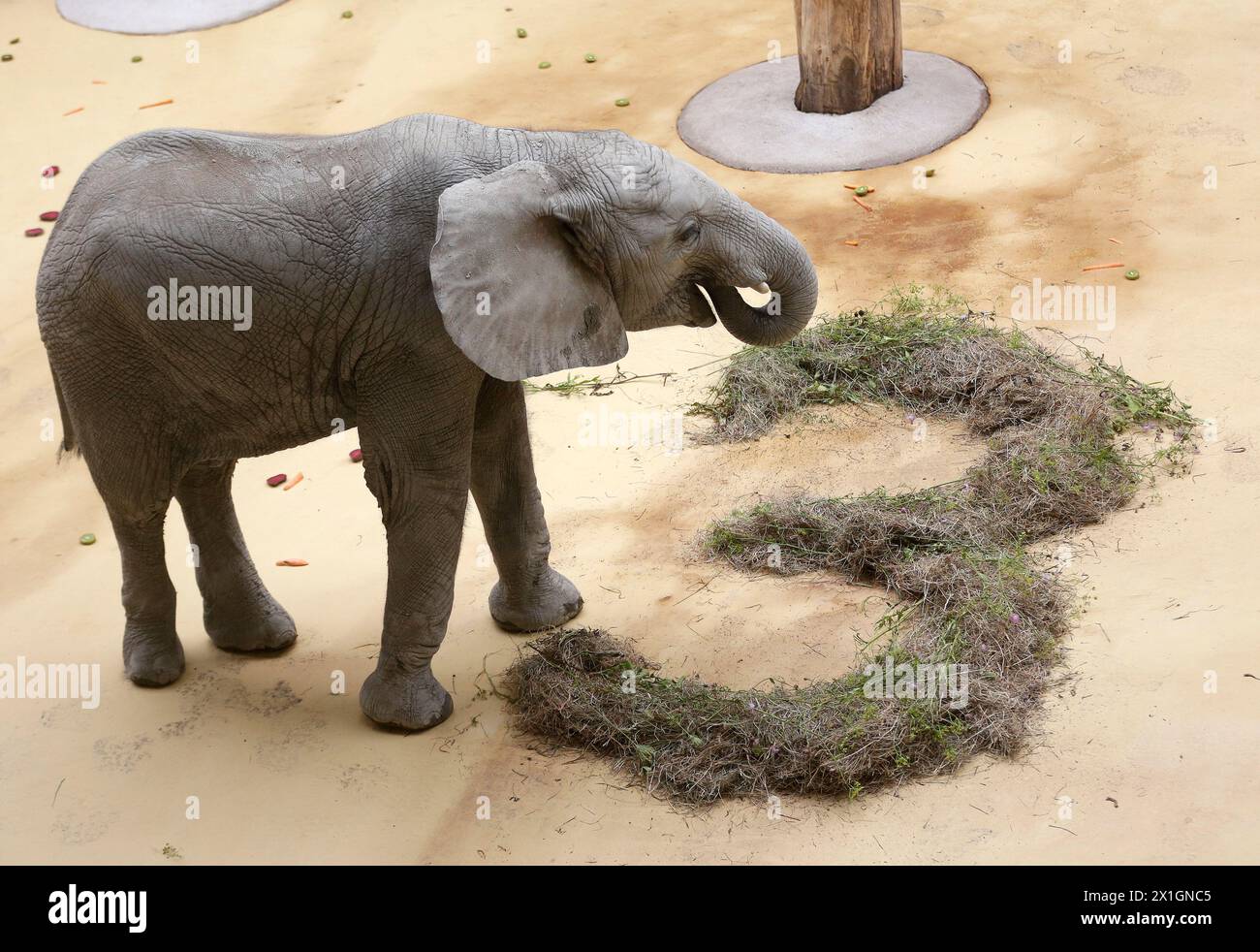 Der Elefant Tuluba feiert seinen 3. Geburtstag im Zoologischen Garten Schönbrunn in Wien, 2013.08.06. - 20130806 PD1138 - Rechteinfo: Rechte verwaltet (RM) Stockfoto