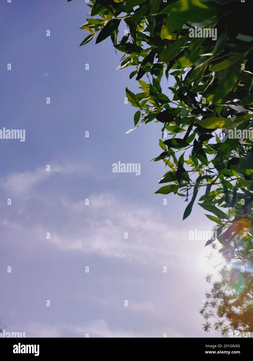 Ein paar grüne Blätter Fotografie, Nahaufnahme von grünen Blättern mit Himmel Stockfoto